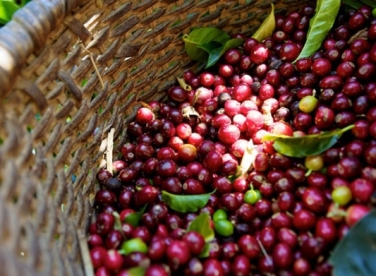 Hạn hán đẩy giá cà phê lên cao nhất 8 tháng