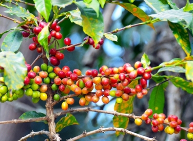 Gia Lai: Niên vụ cà phê 2015 -2016_ Thấp thởm nổi lo