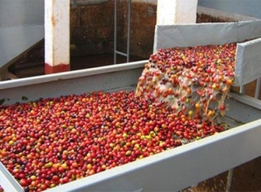 Đức tiêu thụ mạnh cà phê Việt