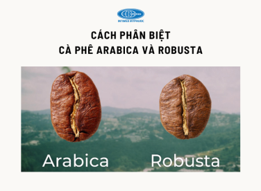 Cách phân biệt cà phê Arabica và Robusta