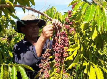 Việt Nam trở thành nhà cung cấp cà phê lớn nhất của Nhật Bản