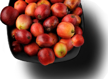 Xuất khẩu cà phê giảm mạnh