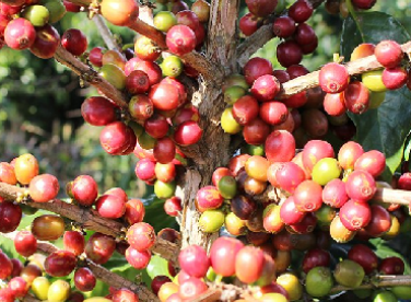 Cà phê Việt Nam hướng mục tiêu xuất khẩu 6 tỷ USD năm 2030