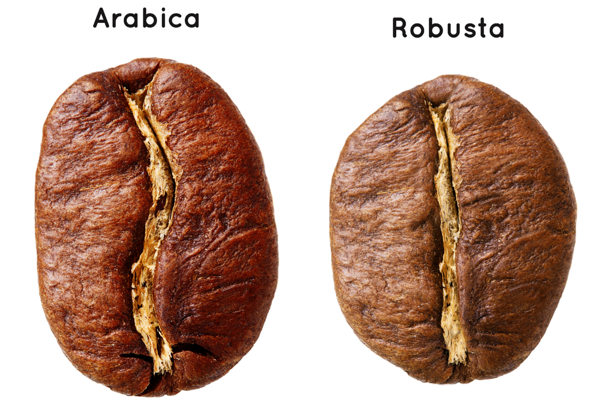 Phân biệt cà phê Arabica và Robusta qua hình dáng
