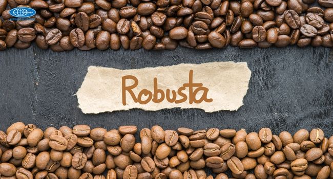 Robusta (Cà phê vối) - Niềm tự hào của Việt Nam