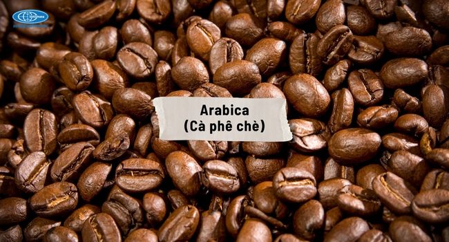  Arabica (Cà phê chè) - Hương vị tinh tế của cà phê thượng hạng