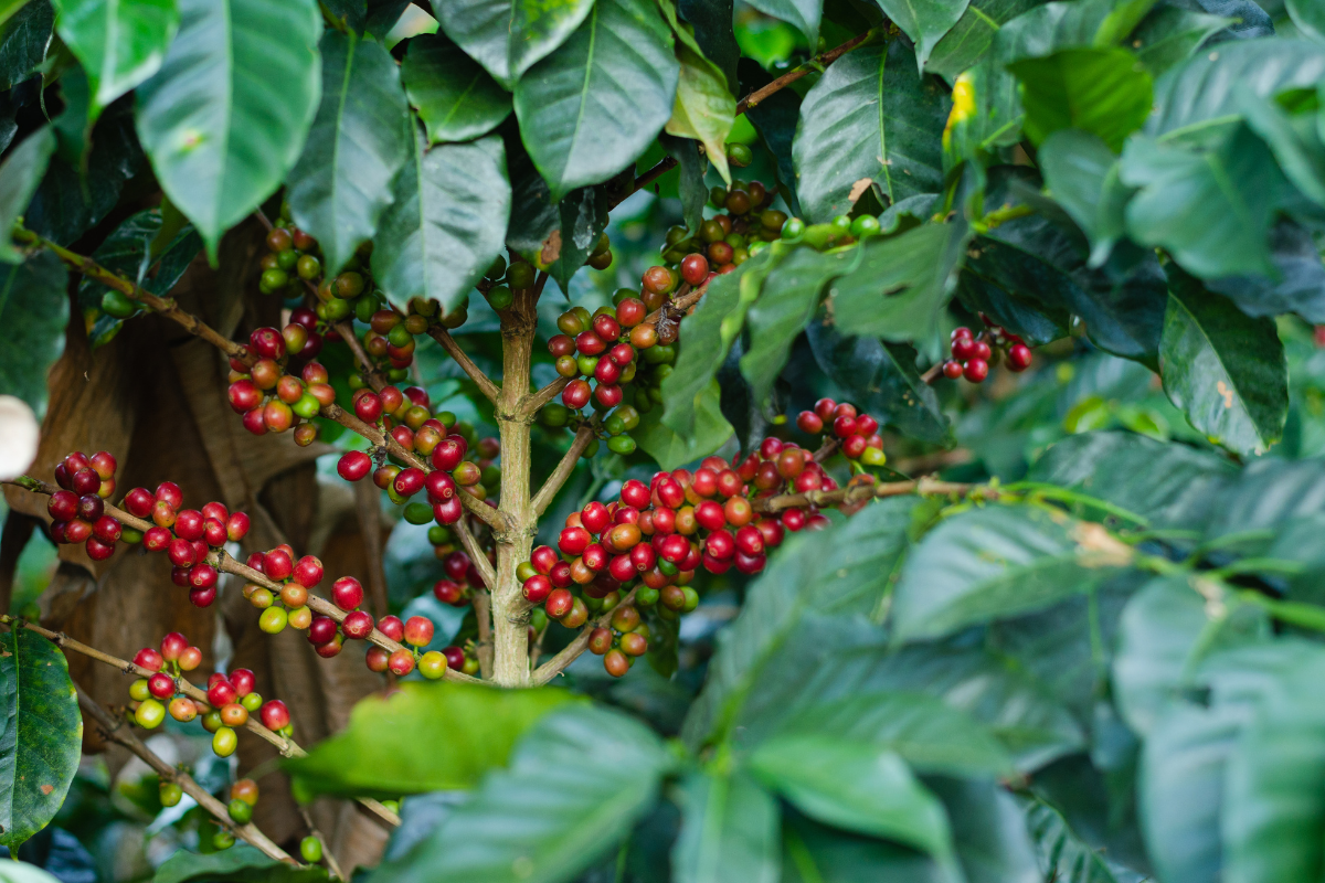 Nguồn gốc cây cà phê